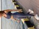 Спортивные лосины Aktasport Basic Gray, Серый, XS